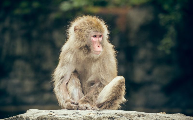 Der Affe als Krafttier im Schamanismus