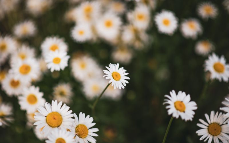 Gänseblümchen Bedeutung und Symbolik