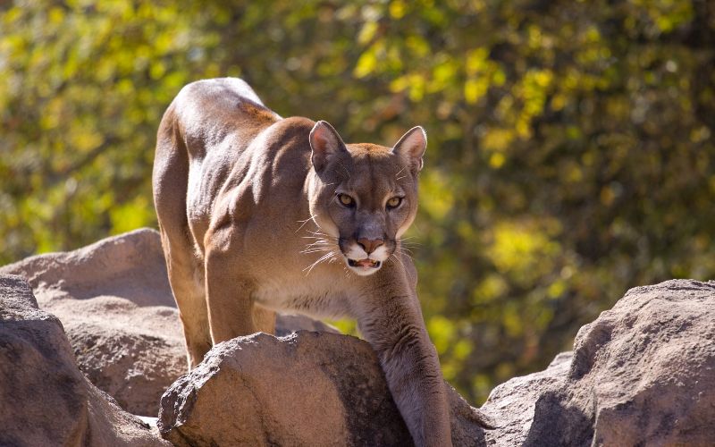 Krafttier Puma und seine Bedeutung im Schamanismus