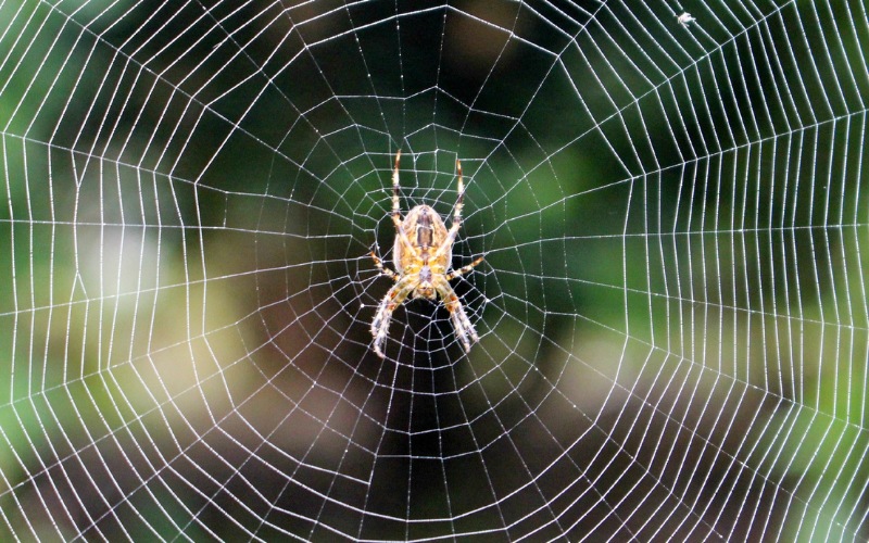 Das Krafttier Spinne und seine Bedeutung