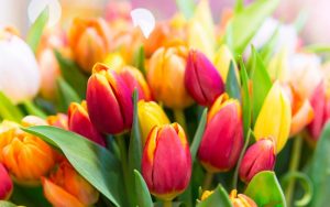 Tulpe Bedeutung und Symbolik Blumensprache